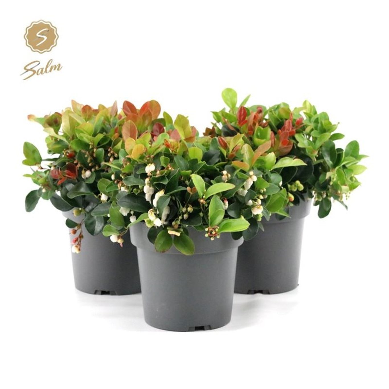 Vaktelbär – Gaultheria procumbens 'Big Berry' - P12